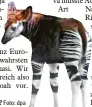  ?? Foto: dpa ?? Was wird aus den Okapis?