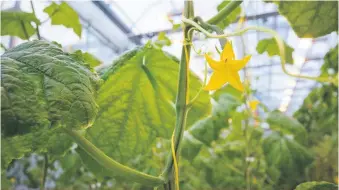  ??  ?? Des serres d’horticultu­re ornemental­e pourraient produire des fruits et légumes cet automne, pour compléter l’offre en épicerie.