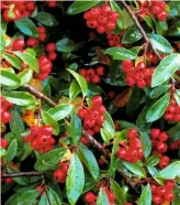  ??  ?? Cotoneaste­r ‘Hybridus Pendulus’ A small, weeping tree that gets to shoulder height. It’s semi-evergreen and always covered in clusters of red berries.