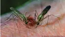  ??  ?? Hydroxychl­oroquin wird zwar bei Malaria eingesetzt, bei COVID-19 ist es aber keine Empfehlung mehr