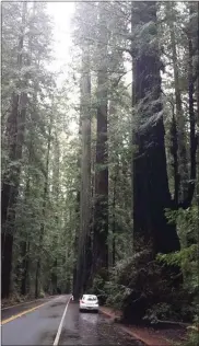  ?? SUBMITTED PHOTO ?? Big trees and a little car in Redwoods National Park.