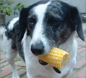  ??  ?? Corn-on-the-cob can cause a serious digestive disorder