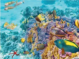  ?? 123RF ?? One of the most important things you can do to save the Great Barrier Reef is if you’ve been there, tell the world what you’ve seen.