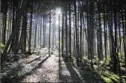  ?? IGOR DUDKOVSKIY/AP ?? Morning sun shines through a forest on Sakhalin Island in Russia’s Far East. Authoritie­s have set a goal of making the island carbon neutral by 2025.