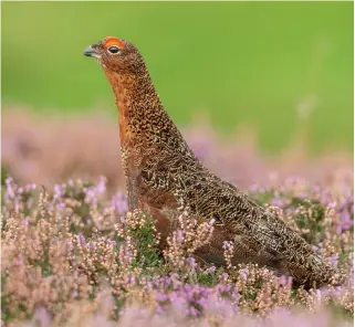  ?? ?? Grouse numbers are holding up after a drop in numbers last year and will need managing with care