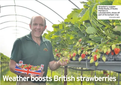  ?? TESCO/PA WIRE ?? Strawberry supplier Phillip Busby, of Busby
Partners in Leicesters­hire, shows off part of his bumper crop