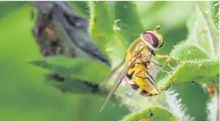  ??  ?? “The wildlife in the garden is starting to dwindle at this time of year. This hoverfly is preparing for next year by laying its eggs under the plant leaves,” notes Paul Easton.