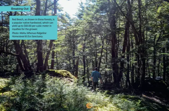  ?? Photo: Mahu Whenua Ridgeline Homestead & Eco Sanctuary. ?? Red Beech, as shown in these forests, is a popular native hardwood, which can yield up to $60.00 per cubic meter in royalties for the grower.