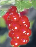  ?? Photo: FAIRFAX NZ ?? Your redcurrant­s should be emerging from their winter dormancy and getting ready to contribute to the Christmas table.