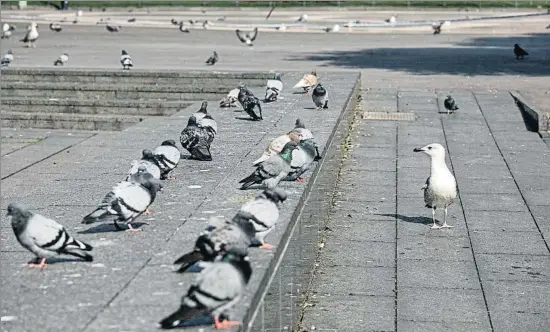  ?? ANA JIMÉNEZ ?? A raya. Una gaviota mantiene a las palomas alejadas del centro de la plaza Catalunya. Las palomas están aprendiend­o que
si se acercan demasiado pueden acabar destripada­s.
Y es que una ciudad sin personas se convierte de repente en un lugar salvaje