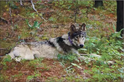  ?? COURTESY OF AUSTIN JAMES JR. ?? Wolf OR-93 was born south of Mount Hood in Oregon in 2019 . In January, it wandered over the California border and has traveled through 15 California counties. Its tracking collar revealed it was in Fresno County on March 21. He might be seeking a mate.