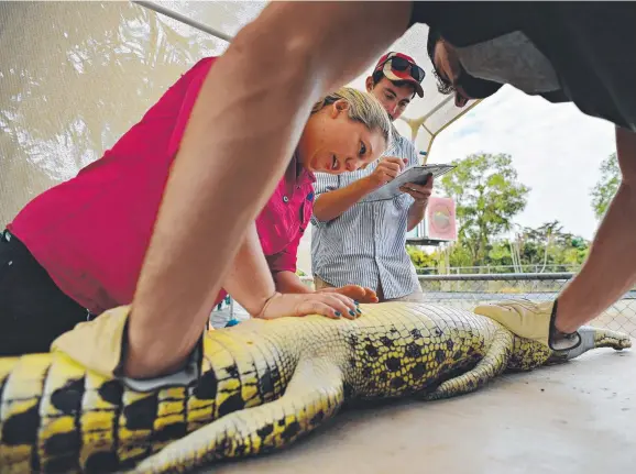  ?? Picture: MICHAEL FRANCHI ?? Olivia Plume inspects a saltwater crocodile that has been moved out of Crocodylus Park's attack lagoon for farming