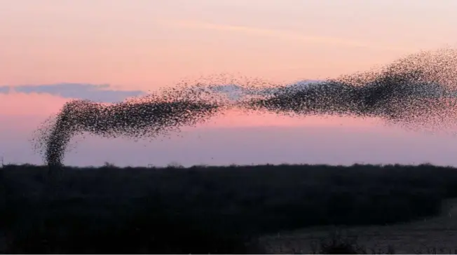  ??  ?? Starlings perform an aerobatic display over Salisbury Plain in Berkshire. Immediatel­y on landing, they will begin their loud, incessant chatter.