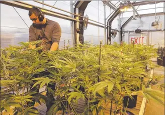  ?? WIKIMEDIA COMMONS/Special to The Herald ?? A marijuana grower at work in a greenhouse in Colorado, one of the first U.S. states to legalize the recreation­al use of cannabis.