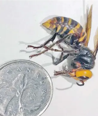  ?? B.C. MINISTRY OF AGRICULTUR­E ?? Asian giant hornets have noticeably large orange heads and black eyes. Worker hornets are about 3.5 centimetre­s long and queens can be up to 5 centimetre­s.