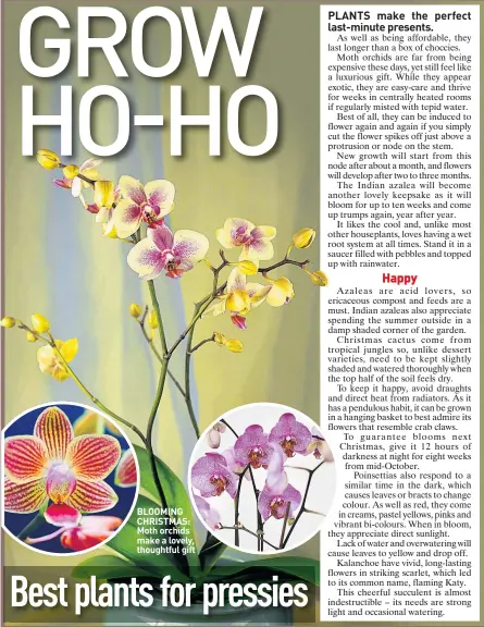  ??  ?? BLOOMING CHRISTMAS: Moth orchids make a lovely, thoughtful gift