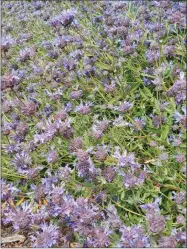  ?? CONTRIBUTE­D PHOTO ?? The Tule River Parkway is awash with purple flowers.