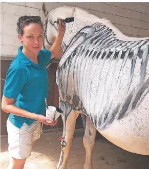  ?? RP-FOTO:
STEPHAN SINGER ?? In Kursen und Seminaren einer Tier-Physiother­apeutin aus Mettmann malt Anne Badenberg auf das Fell von Pferden – so wie hier das Knochenger­üst auf einen Schimmel.