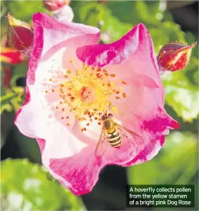  ??  ?? A hoverfly collects pollen from the yellow stamen of a bright pink Dog Rose