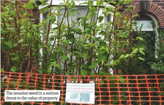  ??  ?? The invasive weed is a serious threat to the value of property