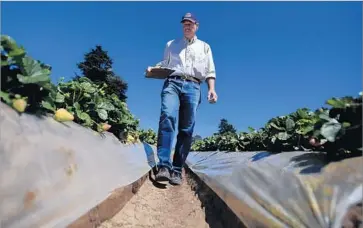  ?? Francine Orr Los Angeles Times ?? CALIFORNIA BERRY CULTIVARS was created in 2013 to exploit the talents of Douglas Shaw, above, and Kirk Larson as they were preparing to leave UC Davis, where they had reigned as star strawberry breeders.