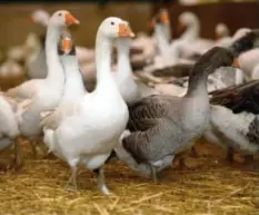  ?? Foto: Franziska Kraufmann, dpa ?? Gänse dürfen genauso wie andere Geflügelar­ten ihren Stall nicht mehr verlassen. Das soll sie vor der Vogelgripp­e schützen.
