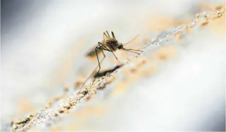  ?? FOTO: DPA ?? Gut für uns: Die Hitze und die Trockenhei­t machen auch der Stechmücke zu schaffen. Sie vermehrt sich langsamer.