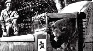  ??  ?? Bearing a coat of arms: Wojtek rides in a truck carrying his own insignia