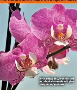  ??  ?? With a li le TLC, orchids such as this phalaenops­is will give you years of pleasure