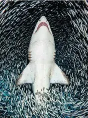  ??  ?? “Harmony” by Tanya Houpperman­s of Fredericks­burg, Virginia, won the BigPicture Natural World Photograph­y Competitio­n grand prize. Captured off the coast of North Carolina, the image shows a giant school of baitfish parting as a sand tiger shark passes.