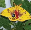  ?? Photos by Kathy Adams Clark / Contributo­r ?? The Io moth has a 2-inch wingspan. Its big eyespots deter predatory songbirds.