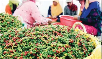  ?? SUPPLIED ?? Each year, the pepper fruit is harvested exclusivel­y by hand between March and May until the southwest monsoon brings the rainy season from mid-May.