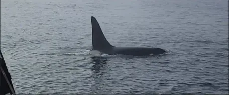  ?? PHOTO COURTESY OF JERRY LEEMAN ?? UNUSUAL SIGHT: A dorsal fin belionging to ‘Old Thom,’ an orca, or killer whale, was recently spotted off the coast.