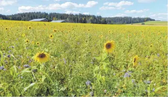  ?? FOTO: CLEMENS SCHENK ?? Bringen Farbe in die Natur: Felder voller Sonnenblum­en und blauer Phacelia, wie hier in der Nähe des Sportgelän­des in Sießen.