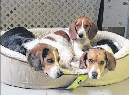 ?? SUBMITTED PHOTO ?? Paws for Celebratio­n, an evening of live entertainm­ent, a silent auction, raffle draws and all-you-can-eat dessert, takes place today at 7 p.m. at the Bella Vista on Torbay Road. All proceeds go to Beagle Paws, an organizati­on that rescues and rehomes...