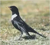  ??  ?? A ring ouzel