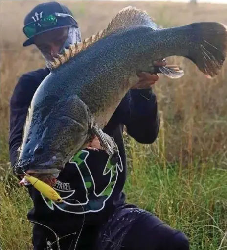  ?? Photo: CONTRIBUTE­D ?? WHOPPER STOPPER: Matt Stephson with a great Condamine cod, caught on a River 2 Sea Whopper Plopper.