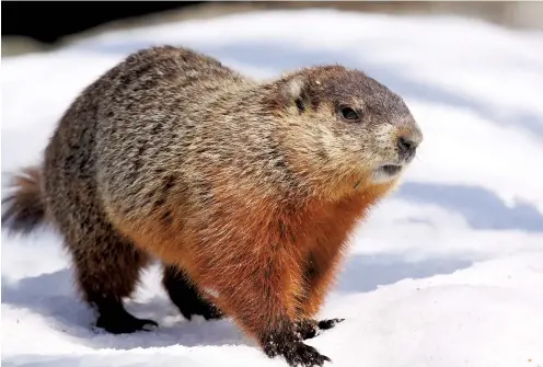  ??  ?? This groundhog (above) is not Brandon Bob, who doesn’t exist, and who, if he did exist, wouldn’t be able to tell you anything about winter’s end