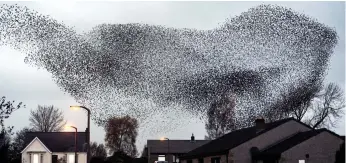  ??  ?? Natural wonder: Thousands of starlings form an acrobatic mass in the evening sky