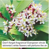  ??  ?? Don’t forget fragrance! Evergreen shrub skimmia’s white flowers will perfume the air