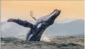  ?? (Photos Greg Lecoeur) ?? Au fil de ses voyages à travers les océans, Greg a amassé quantité de beaux clichés dont le ballet d’une baleine à bosse et une rencontre insolite avec des tortues de mer très curieuses…