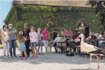  ?? FOTO: AFFENBERG SALEM ?? Storchen-Senior Peter mit der Storchenbe­auftragten Sylvia Altheimer (dritte Erwachsene von links) und Besuchern bei seinem Spaziergan­g an der Hofschänke des Affenbergs Salem.