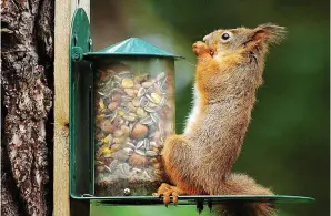  ??  ?? Laid back: A red squirrel scoffs some mixed nuts at Tentsmuir forest, Fife