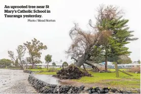  ?? Photo / Mead Norton ?? An uprooted tree near St Mary’s Catholic School in Tauranga yesterday.
