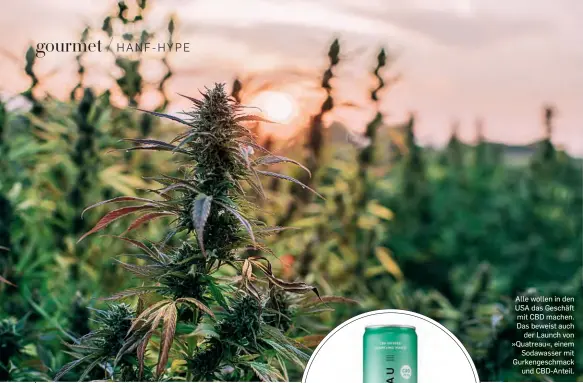  ??  ?? Alle wollen in den USA das Geschäft mit CBD machen. Das beweist auch der Launch von »Quatreau«, einem Sodawasser mit Gurkengesc­hmack und Cbd-anteil.