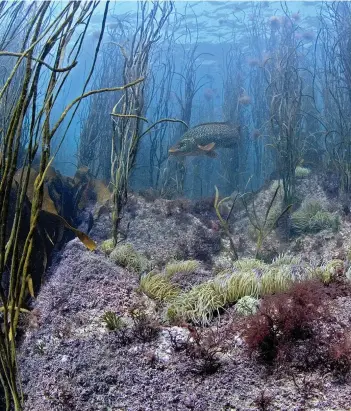  ??  ?? Thongweed-covered reef with snakelocks anemones and a ballan wrassePAUL NAYLOR