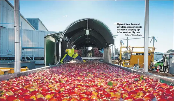  ?? Picture / Glenn Taylor ?? Pipfruit New Zealand says this season’s apple harvest is shaping up to be another big one.