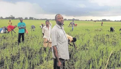  ??  ?? África mía. Un grupo de locales en la tarea de recolecció­n. Lo clásico es hacerlo manualment­e, pero está cambiando.