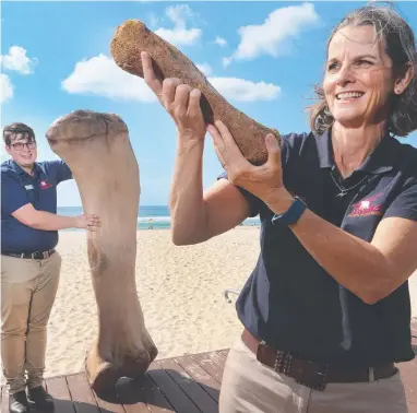  ?? Picture: GLENN HAMPSON ?? Eromanga Natural History Museum general manager Robyn Mackenzie holds a Titanasaur toe bone on the Gold Coast yesterday, while assistant Corey Richards holds onto a replica thigh bone.