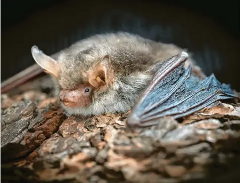  ?? Foto: Katrin Habenicht ?? Mit einer Auffangsst­ation wollen sich Tierschütz­er um Fledermäus­e, hier eine Fransenfle­dermaus, kümmern.